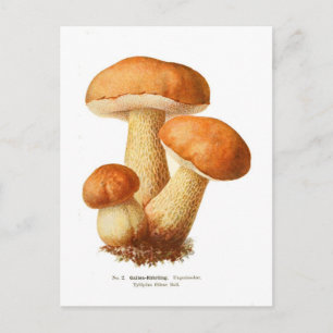 Tylopilus Postkarte