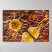 Typische myelinierte Wirbelmotorneuronen