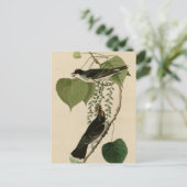 Tyrannen-Fliegenfänger Postkarte (Stehend Vorderseite)