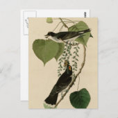 Tyrannen-Fliegenfänger Postkarte (Vorne/Hinten)