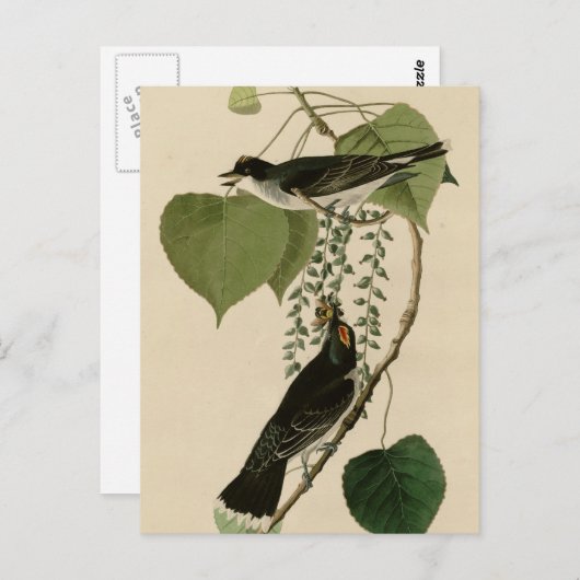 Tyrannen-Fliegenfänger Postkarte (Vorne/Hinten)