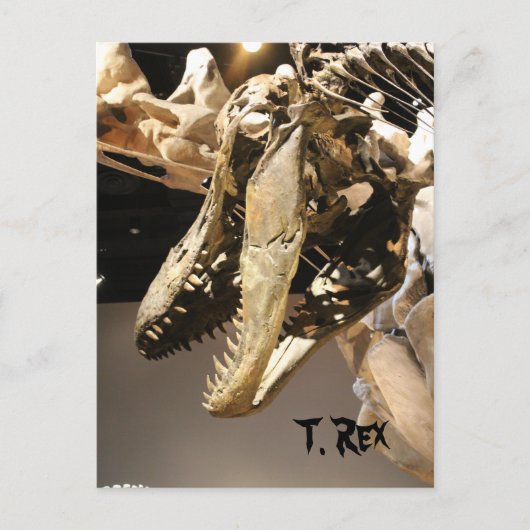 Tyrannosaurus # 2 postkarte (Vorderseite)
