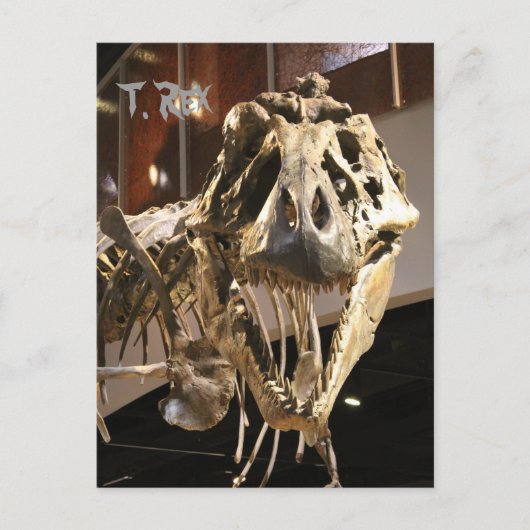 Tyrannosaurus # 4 postkarte (Vorderseite)