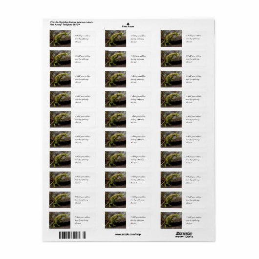 Tyrannosaurus Rex (Vorne)