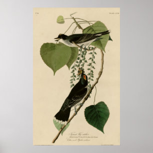Tyrant Fly-Catcher Poster