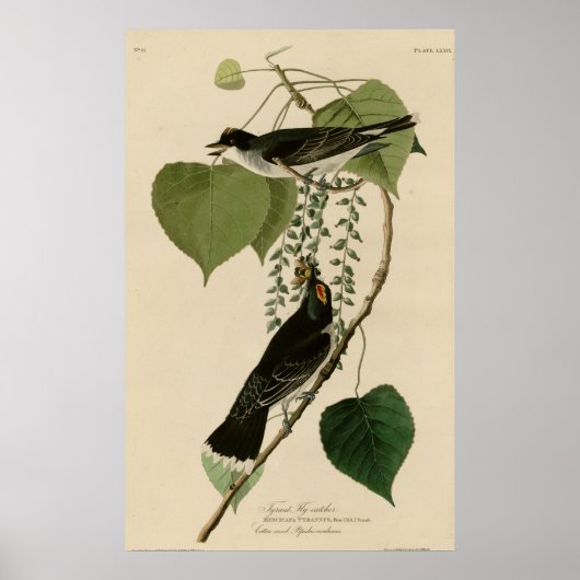 Tyrant Fly-Catcher Poster (Vorne)
