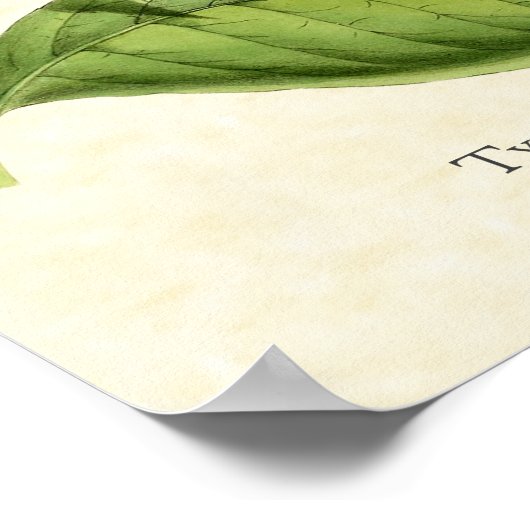 Tyrian Metal Schwanz Hummingbird Art Print Poster (Ecke)