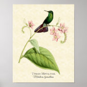 Tyrian Metal Schwanz Hummingbird Art Print Poster (Vorne)