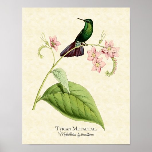 Tyrian Metal Schwanz Hummingbird Art Print Poster (Vorne)
