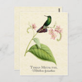 Tyrian Metal Schwanz Hummingbird Vintag Art Postkarte (Vorne/Hinten)