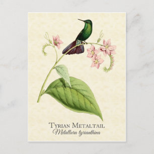 Tyrian Metal Schwanzkolibri Vintage-Kunst Postkarte