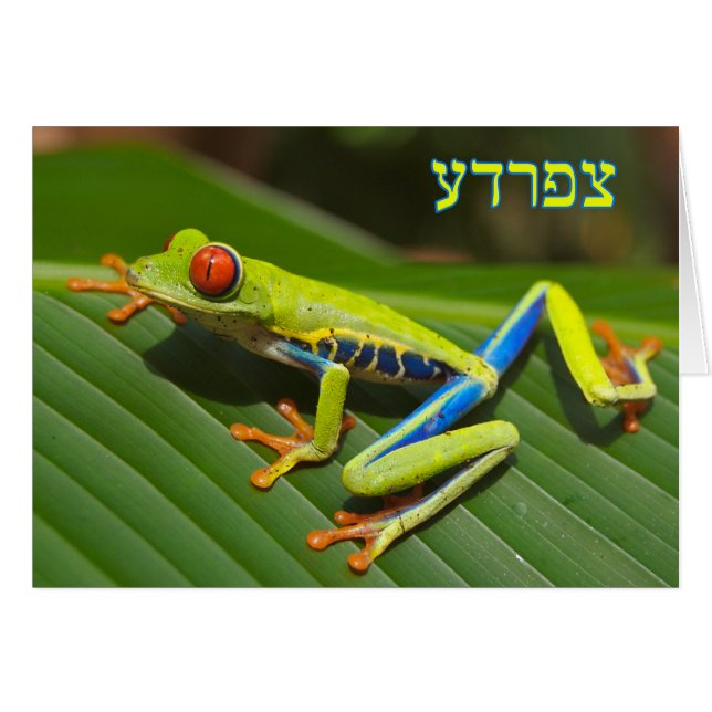 Tzefardea auf Hebräisch bedeutet "Frosch" (Vorderseite (Horizontal))
