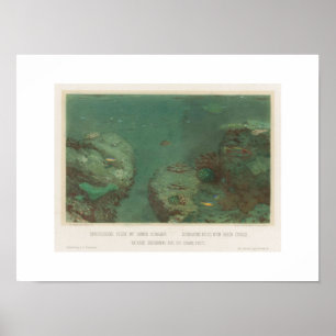 U-Boot-Felsen mit grünen Korallen Poster(1867) Poster
