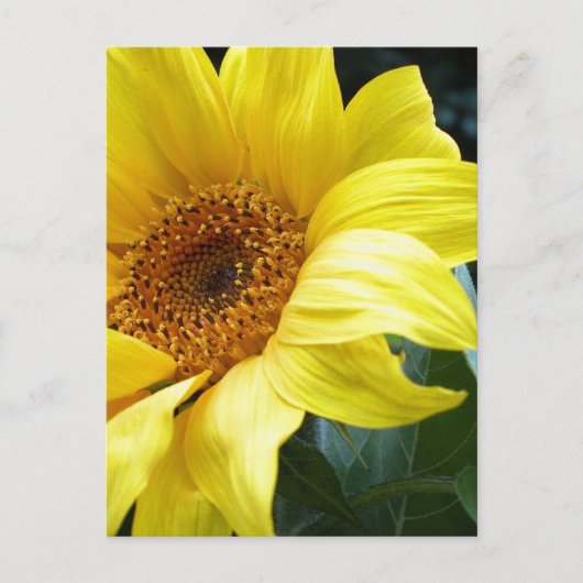 U R my Sunflower Postkarte (Vorderseite)
