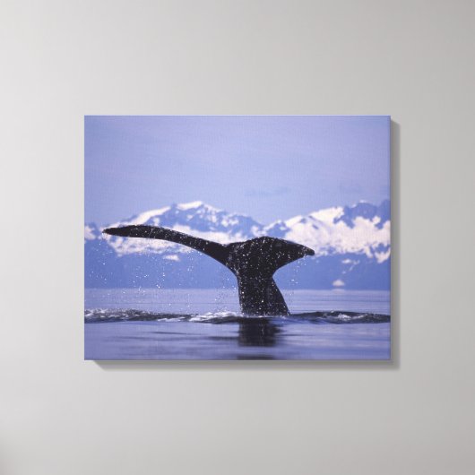 U.S.A., Alaska, Inside Passage Humpback Wal Leinwanddruck (Vorderseite)