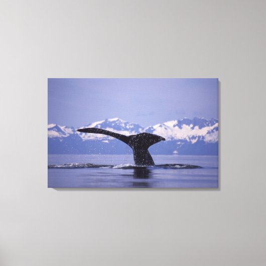 U.S.A., Alaska, Inside Passage Humpback Wal Leinwanddruck (Vorderseite)