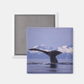 U.S.A., Alaska, Inside Passage Humpback Wal Magnet (Vorderseite/Rückseite)
