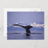U.S.A., Alaska, Inside Passage Humpback Wal Postkarte (Vorne/Hinten)