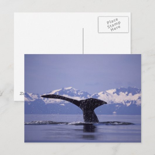 U.S.A., Alaska, Inside Passage Humpback Wal Postkarte (Vorne/Hinten)