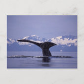 U.S.A., Alaska, Inside Passage Humpback Wal Postkarte (Vorderseite)