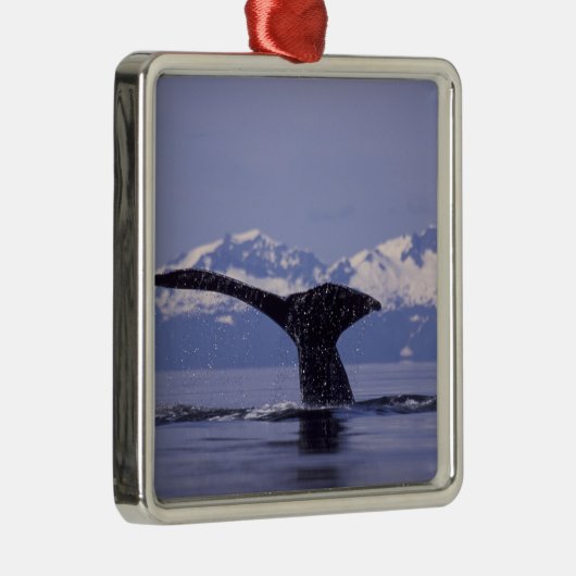 U.S.A., Alaska, Inside Passage Humpback Wal Silbernes Ornament (Rechts)