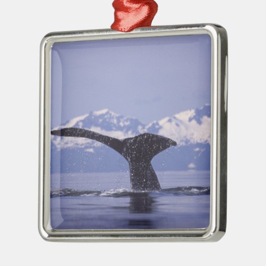U.S.A., Alaska, Inside Passage Humpback Wal Silbernes Ornament (Links)