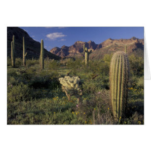 U.S.A., Arizona, Organ Pipe National Monument.
