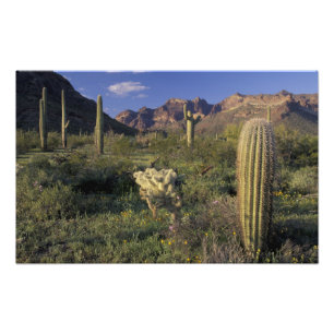 U.S.A., Arizona, Orgel Pipe National Monument. Fotodruck