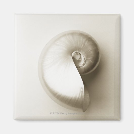 Übelkeit, pearlisiert, Muschel 2 Magnet (Vorne)