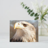 Über Bald Eagle Postkarte (Stehend Vorderseite)