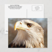 Über Bald Eagle Postkarte (Vorne/Hinten)
