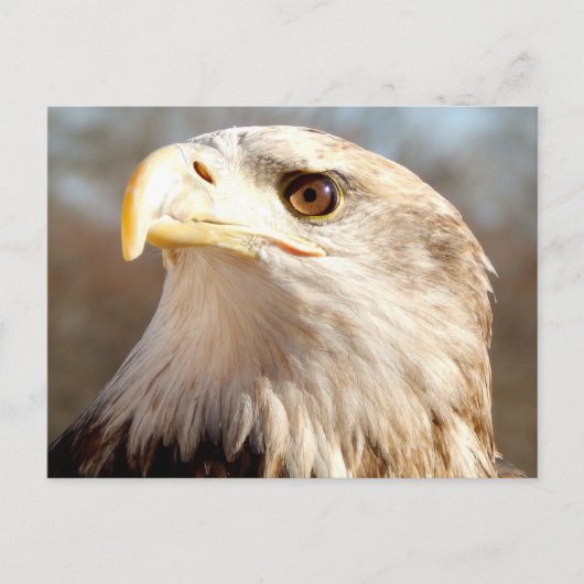 Über Bald Eagle Postkarte (Vorderseite)