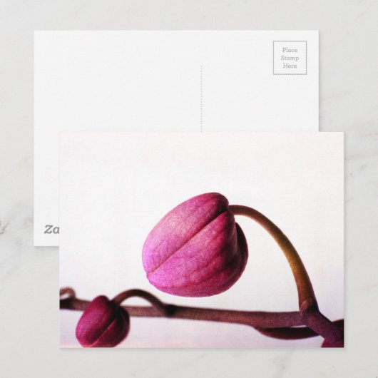 Über Bloom Postkarte (Vorne/Hinten)