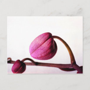 Über Bloom Postkarte