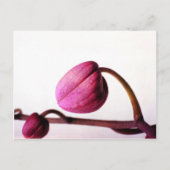 Über Bloom Postkarte (Vorderseite)