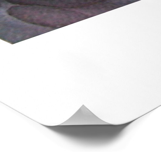 Über dem Koi-Teich Poster (Ecke)