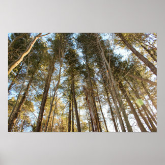 Über den Bäumen – Friedliche Naturlandschaft Poster