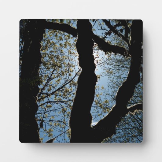 ÜBER FOTOPLATTE (Vorderseite)