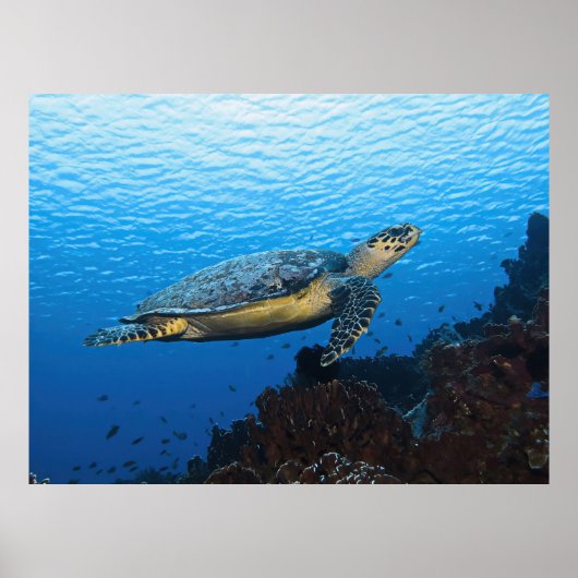 Übergabe von Hawksbill Poster (Vorne)