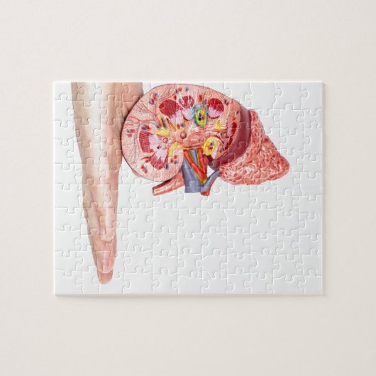 Übergeben Sie das Zeigen des Modells mit innerhalb Puzzle (Horizontal)