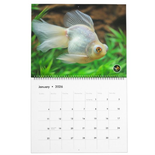 Übergroßer GEDIEGENES GOLD Goldfisch-Kalender 2016 Kalender (Jan 2026)