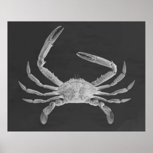 Übergroßer Krabben-Triptychon-Plakat-Druck Poster