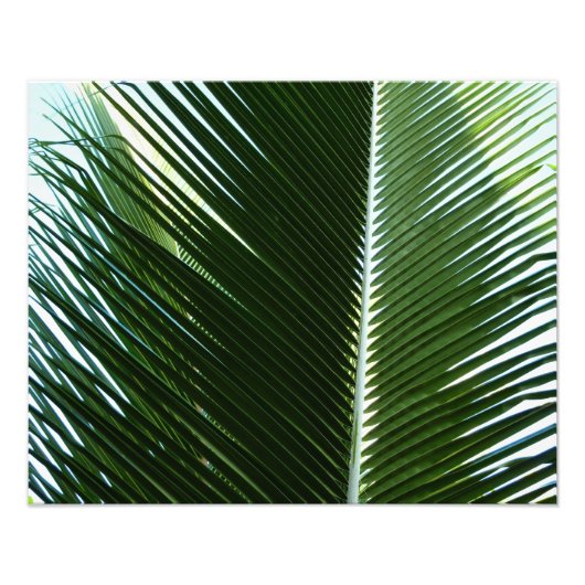 Überlappen von Palm Fronds Tropical Green Abstrakt Fotodruck (Vorne)