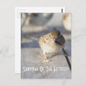 Überleben der fittesten Postkarte (Vorne/Hinten)