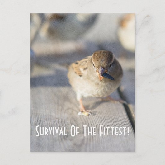 Überleben der fittesten Postkarte (Vorderseite)