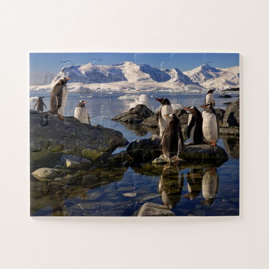 Überlegungen zu Gentoo Penguins in der Antarktis Puzzle (Horizontal)