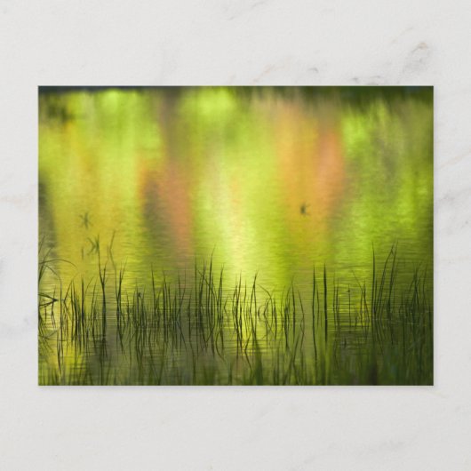 Überlegungen zum Mirror Lake | Yosemite Postkarte (Vorderseite)