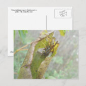 Überprüfung der Spike-Web-Postkarte Postkarte (Vorne/Hinten)