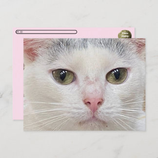 Überqueren von George die Nahe Postkarte der Katze