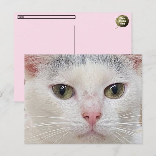 Überqueren von George die Nahe Postkarte der Katze (Vorne/Hinten)